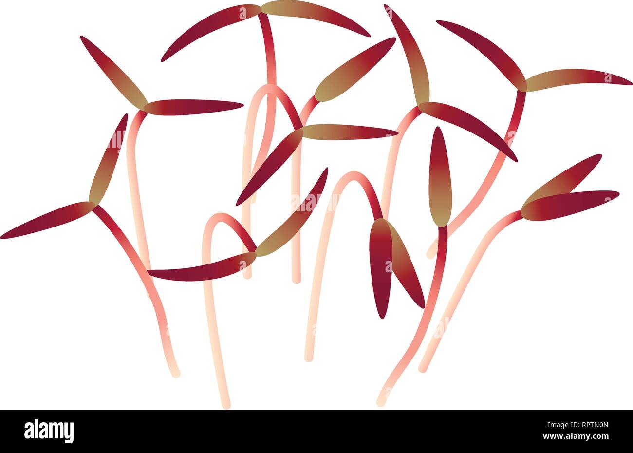Microgreens Amarante rouge. Groupe de plantes. Supplément de vitamines, de nourriture vegan Illustration de Vecteur