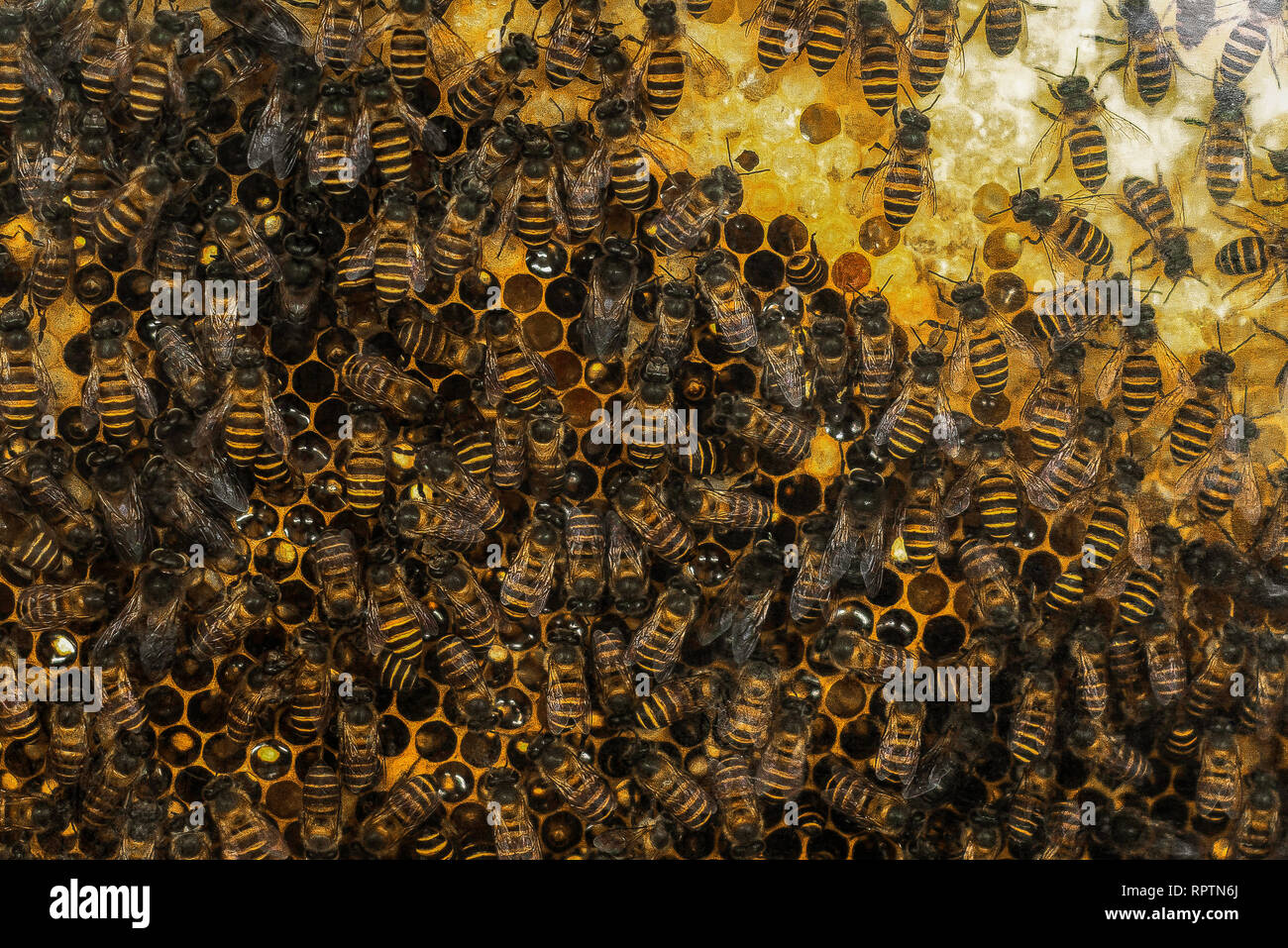 Les abeilles, les abeilles et la ruche Banque D'Images