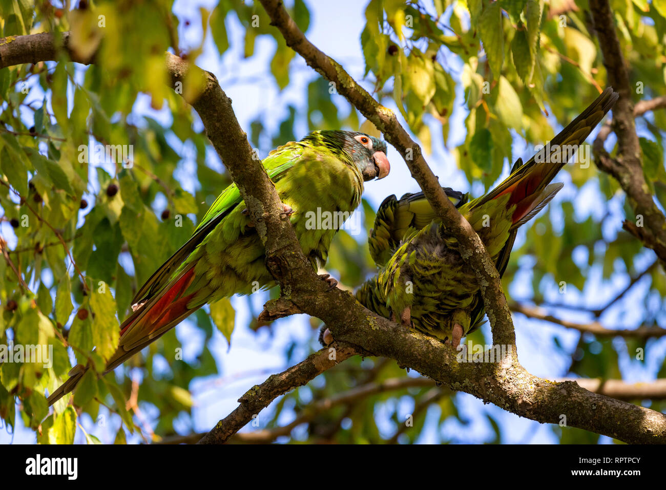 Perruches Aratinga acuticaudata sauvages sur les branches d'un arbre en parc. La vie sauvage en ville Banque D'Images