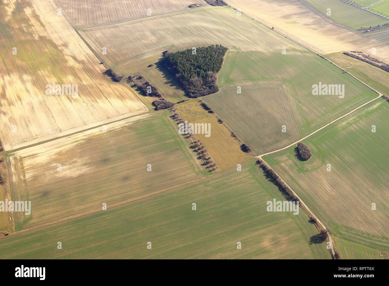 Vue aérienne de champs en hiver. Paysage agricole en Saxe-Anhalt, Allemagne. Un troupeau de moutons est le pâturage. En perspective, le paramoteur. Banque D'Images