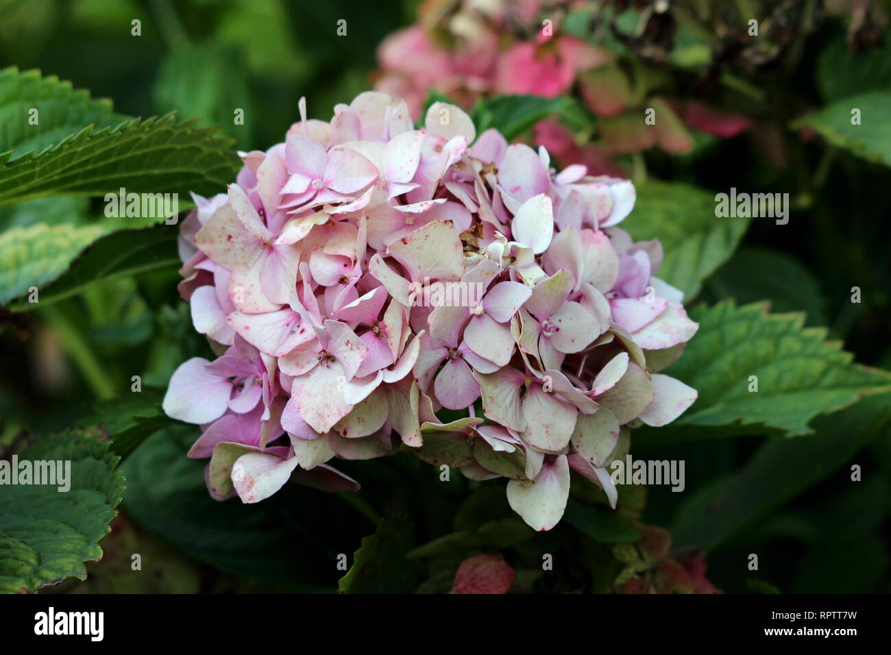 Lhydrangea Ou Hortensia Arbuste De Jardin Avec De Multiples