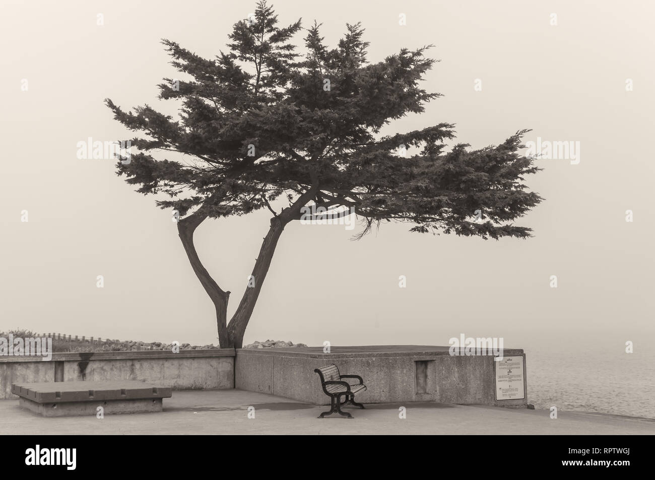 Cyprès à Crissy Field Beach, San Francisco, California, United States. Banque D'Images