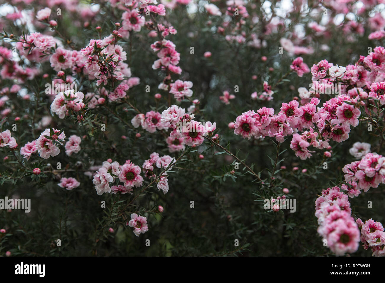 L'arbre de thé de Nouvelle-Zélande (Leptospermum scoparium) AKA Coral Candy Banque D'Images