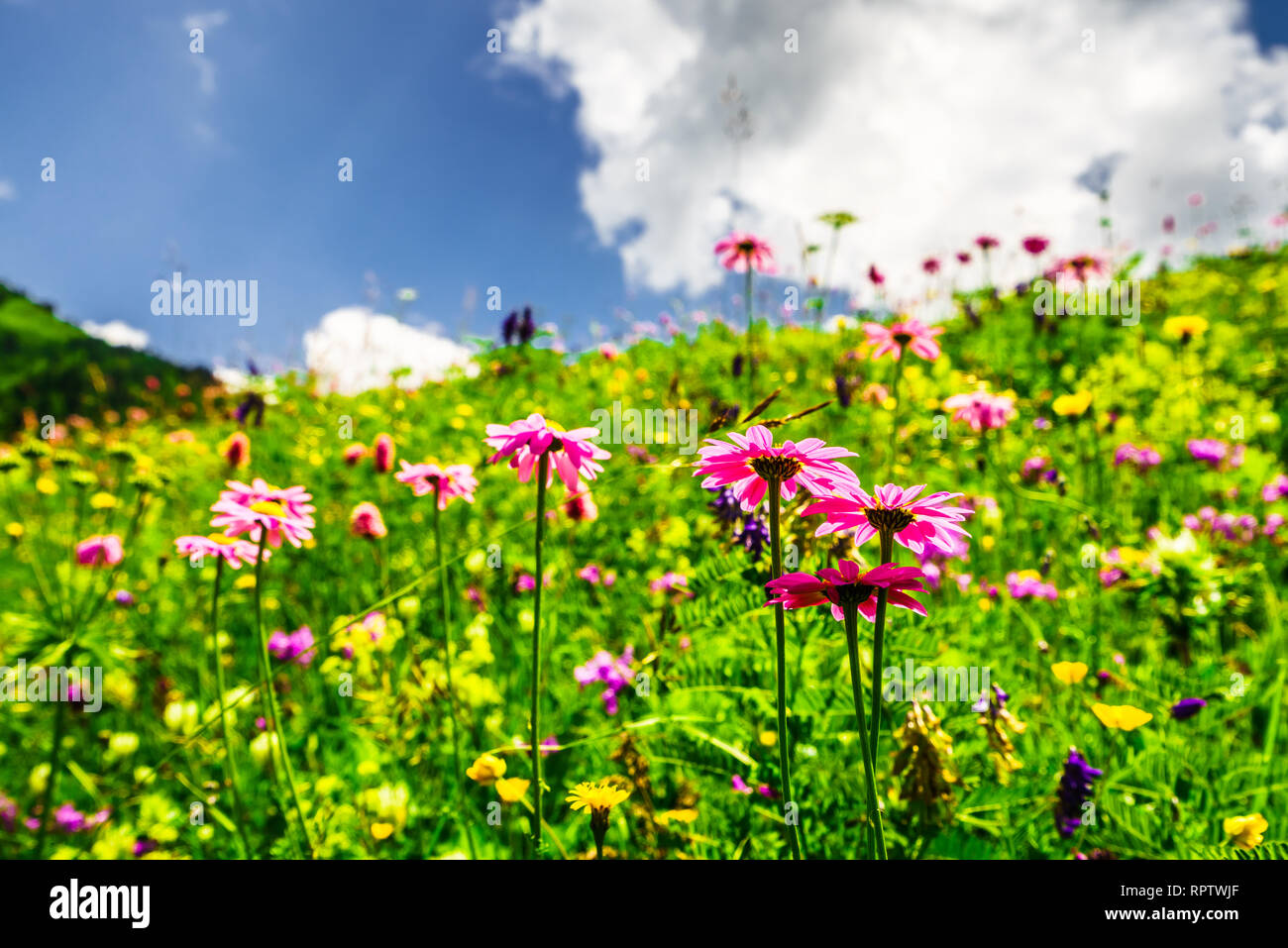 Belle vue sur prairie au printemps - fleurs de prairie baignée de la lumière du soleil du printemps Banque D'Images