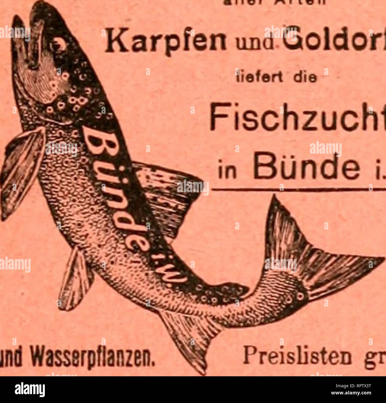 . Allgemeine Fischerei-Zeitung. c p 3 cd cd ja T3 ^^. Beste Forellen Eier, brut und Setzlinge aller Arten und Karpfen Qoldorfen J | liefert die ^ J Fischzucht * en Bunde i. w. Uter 2- und Wasserpflanzen. . Pfirij PreislistCD gratis09rö|liiij Sii|ß))fgotf(l)7dje m mi- ^m^^ftei Il ^^foreUC ber ac/ eiits utib jtocifömmcriQc alijtcr "Spiegels ©nb ®)^m&Lt ;)cnfac|)FCN, foroie grüne uitb iSoli-<BdiUitn* ^^^^^^^^^^ severnãƒ^^§^^^ severnムJtuplntn tüecEen au caniveau.^offerirt preigmert^^^unbccttaufcnb JJJe rere üvous trouverez sur mmbeftenS öierjäfirtgen natürlid^), ernö tten gifc^tammenb en ab[, vous devez g"eortj ^oßpE giTeiffe « Banque D'Images