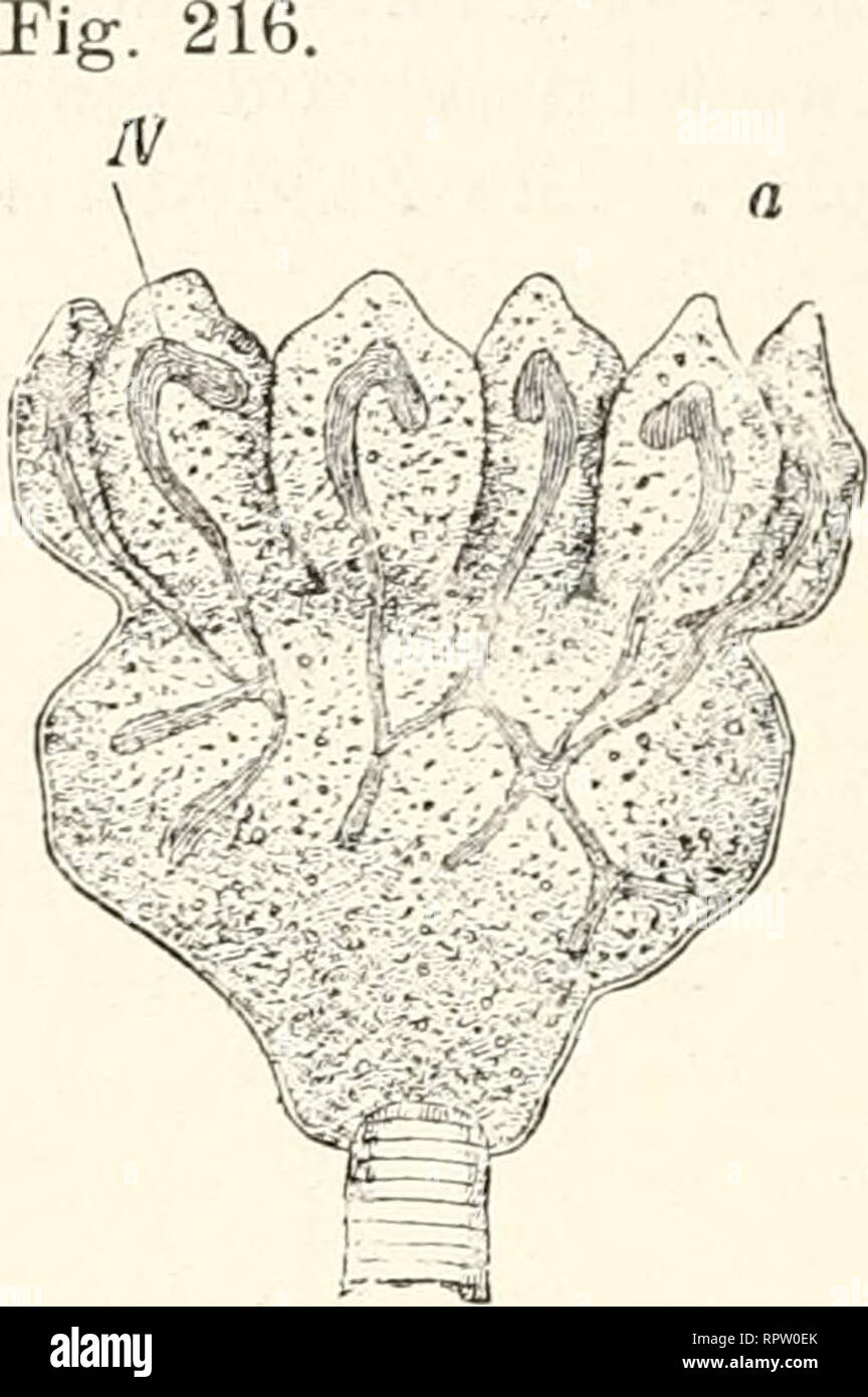 . Allgemeine Biologie. Biologie ; les cellules. Fig. 21, paragraphe 5. Zellknospung. Podophyra gemmipaia mit Knospen. R. Hertwig, zoologie, un Knospen, die sich ablösen und zum Schwärmer &AMP ; werden, N Kern. Fig. 217. Ein kleines Stück von einem durch- schnitt durch den großen, bläschenförmigen Kern, das sog. Von Binnenbiäschen Thalassicolla- nucle. strangförmigen, ata mit einem gemeinsamen Punkt ausstrahlenden Binnenkörpern Kernkörpern (). R. Hertwig. Taf. V, fig. 7.. Veuillez noter que ces images sont extraites de la page numérisée des images qui peuvent avoir été retouchées numériquement pour plus de lisibilité - coloration et l'appe Banque D'Images