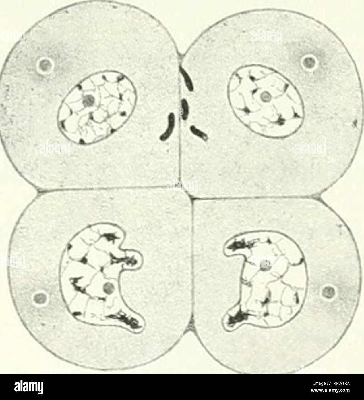 . Allgemeine Biologie. Biologie ; les cellules. Fig. 184. Fig. 185.. Veuillez noter que ces images sont extraites de la page numérisée des images qui peuvent avoir été retouchées numériquement pour plus de lisibilité - coloration et l'aspect de ces illustrations ne peut pas parfaitement ressembler à l'œuvre originale.. Hertwig, Oscar, 1849-1922. Jena G. Fischer Banque D'Images