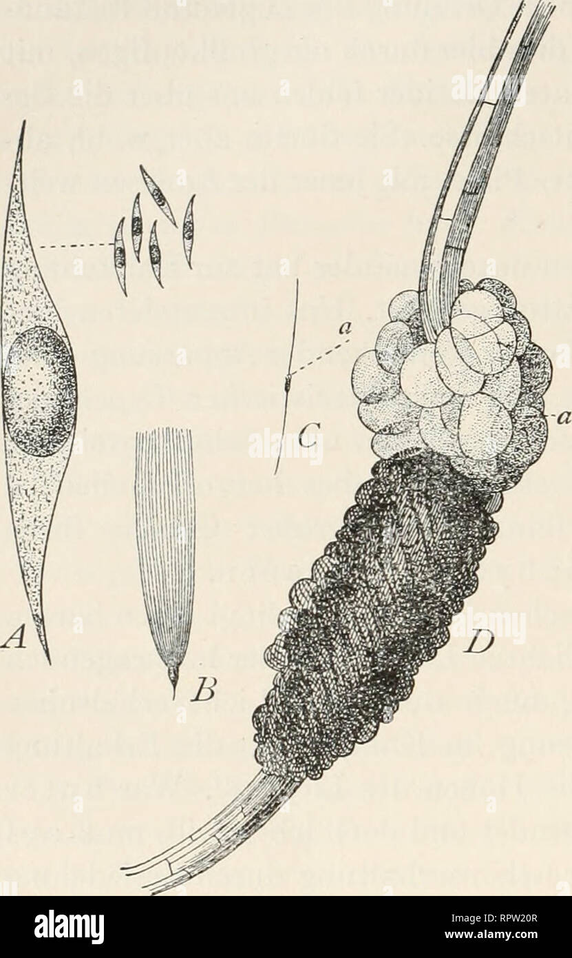 Allgemeine Biologie ;. 570 Otto Forsch : Wechselbeziehungen zwischen Pflanze  Befestigung und auf der Unterlage. vergleichende Untersuchung der Epiphyten  der alten und neuen Welt liefert auch in der Tat das Résultat,