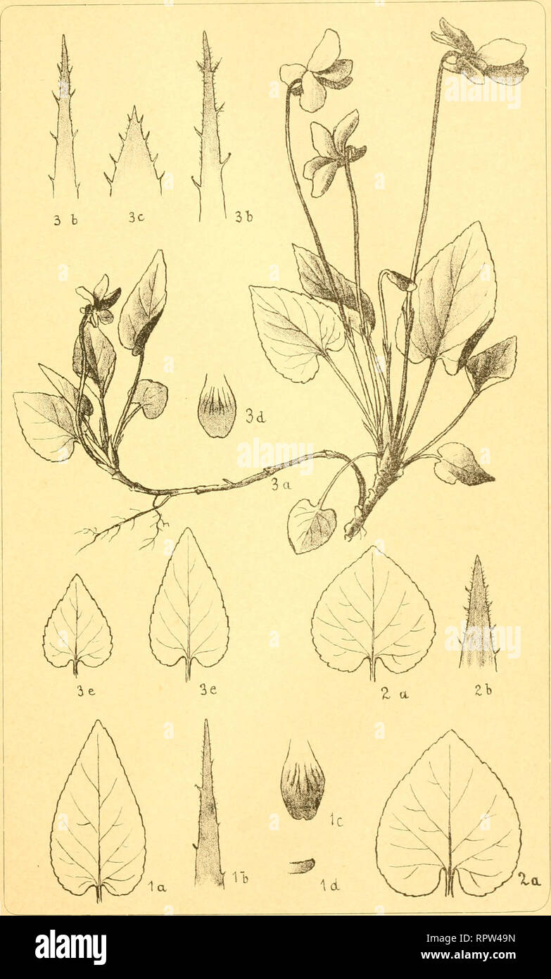 . Allgemeine botanische Zeitschrift für Systematik, Floristik, Pflanzengeographie etc. la botanique. Allgemeine Botanische Zeitschrift. XIJJ. Jahrg. 1907. N° 6. I. Tafel. PöU, Neue Veilchen aus Vorarlberg. Verlag^n J. J. Reiff à Karlsruhe. r4ez.-ii-liii."von t .T. Pöll.. Veuillez noter que ces images sont extraites de la page numérisée des images qui peuvent avoir été retouchées numériquement pour plus de lisibilité - coloration et l'aspect de ces illustrations ne peut pas parfaitement ressembler à l'œuvre originale.. Kneucker, A. (Andreas), 1862-1946. Karlsruhe : J. J. Reiff Banque D'Images