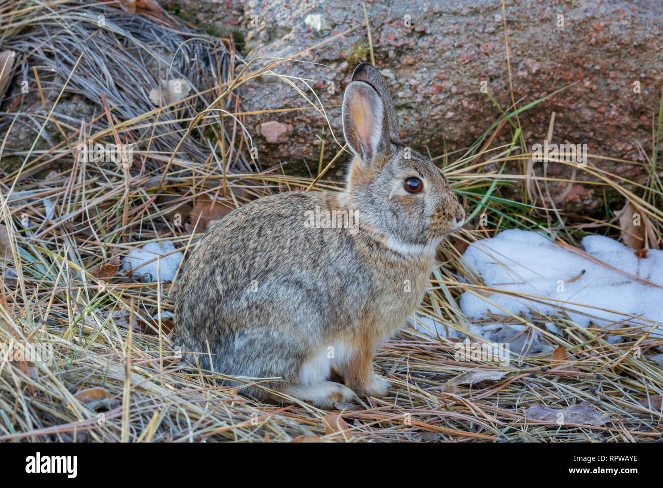 Mountain ou Lapin de Nuttall - nuttalli) en hiver, Castle Rock Colorado nous. Photo prise en février. Banque D'Images Mountain ou Lapin de Nuttall - nuttalli) en hiver, Castle Rock Colorado nous. Photo prise en février. Banque D'Images