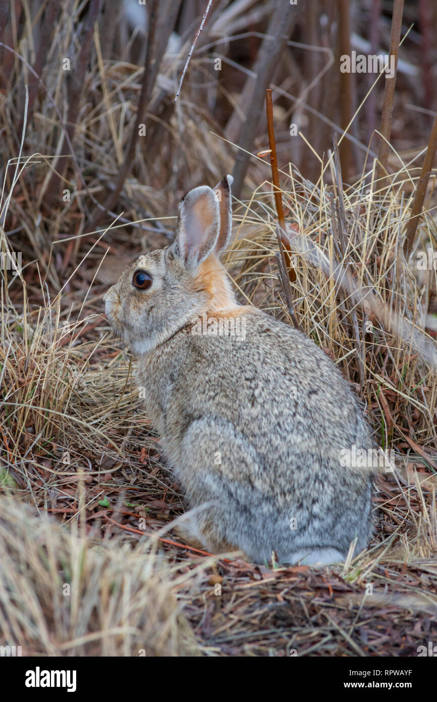 Mountain ou Lapin de Nuttall - nuttalli) en hiver, Castle Rock Colorado nous. Photo prise en février. Banque D'Images Mountain ou Lapin de Nuttall - nuttalli) en hiver, Castle Rock Colorado nous. Photo prise en février. Banque D'Images
