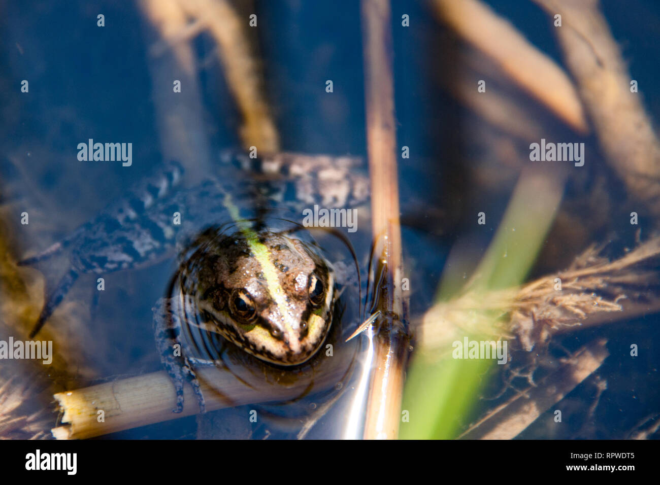 Big Green Frog flottant sur l'eau Banque D'Images