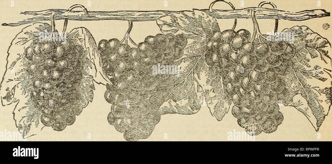 . Allen's catalogue pour 1906 : choix des fraisiers et des centaines d'autres bonnes choses pour la ferme et le jardin. Horticulture pépinières (Maryland) ; catalogues de Salisbury Salisbury pépinière Maryland Maryland ; Fraises Catalogues Catalogues de Salisbury. 30 O. F. Allen et le catalogue de semences. Les raisins. Douze des meilleurs]de variétés pour les Jardin d'accueil, quatre de rouge, blanc et violet. BRIGHTON. - Un gros bouquet et Ber- ry, rouge, ressemble à Catawba, très fines de producteur et productifs. DELAWARE.-Un petit red berry, com- pact bouquets, très délicieux, apporte toujours le prix le plus élevé en marché, Banque D'Images