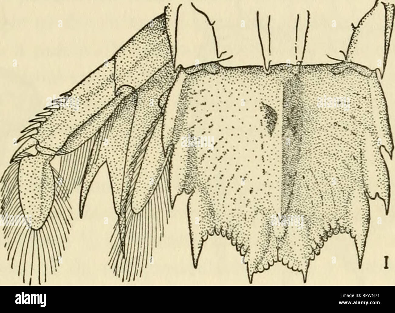 . Allan Hancock expéditions du Pacifique. [Rapports]. Des expéditions scientifiques. N° 4 SCHMITT : STOMATOPODS 157 Type : Un homme dragué dans 76 brasses de l'île Lobos, sur le côté est du golfe de Californie, le 24 mars 1889 {Albatross Sta. 3016), a été sélectionné comme type (U.S.N.M. N° 18462). Il mesure, dans la durée moyenne à l'exclusion de la Tribune, 96 mm. ; la plaque rostrale^ 3 mm. ; la carapace 21 ; abdomen et telson ensemble 75 ; 19.. seul telson Fig. 8. Squilla, homme bigelonvi holotype, au large du cap de Lobos, Golfe de Californie {Albatross Sta. 3016, 24 mars, 1889). Téléphone- fils. Remarques : trois spécimens Banque D'Images