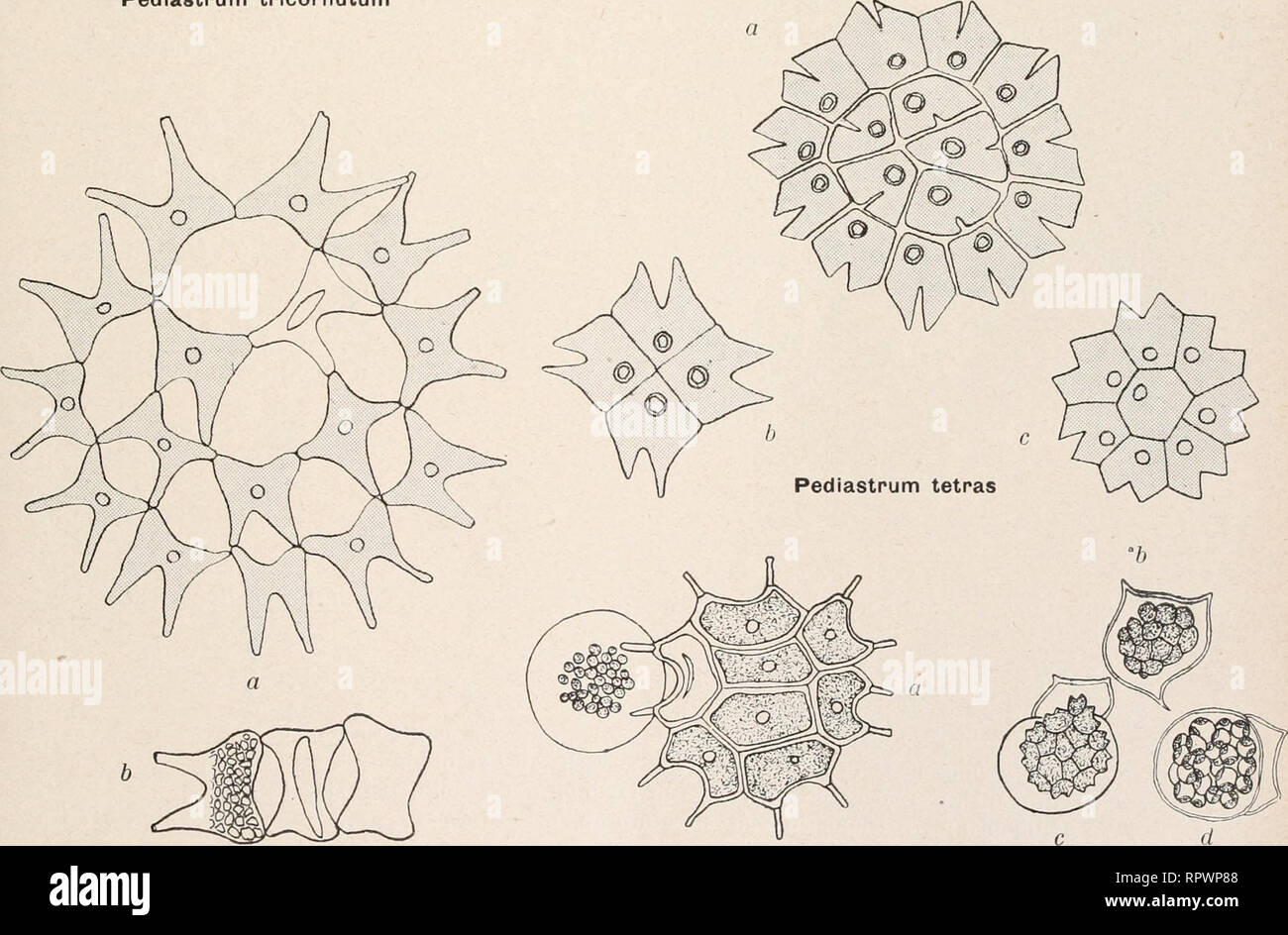 . Album général des diatomées marines, d'eau douce ou fossiles : album représentant tous les genres de diatomées et leurs principales espèces. Les Diatomées. Une Pediastnum b tricornutum Pediastrum simplex. Pediastrum Boryanum PediastPum duplex VI. CHLOROPHYCE^ 2. Protococcales. Veuillez noter que ces images sont extraites de la page numérisée des images qui peuvent avoir été retouchées numériquement pour plus de lisibilité - coloration et l'aspect de ces illustrations ne peut pas parfaitement ressembler à l'œuvre originale.. Coupin, Henri, b. 1868. Paris : H. Coupin Banque D'Images