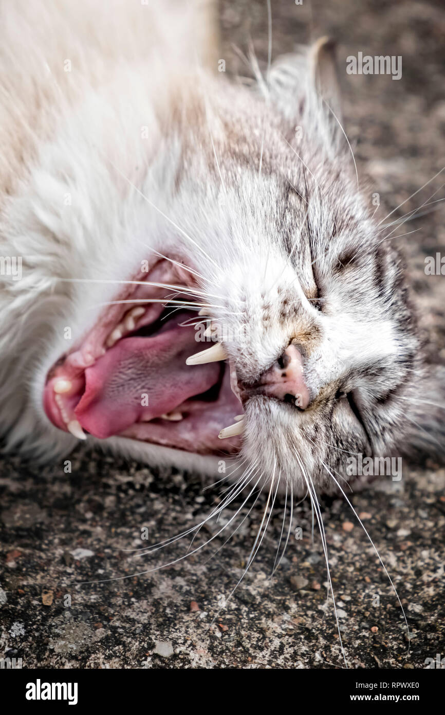 Close up of a cat bâillement Banque D'Images