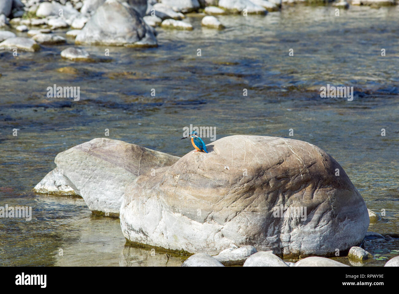 Rivière ou commun Kingfisher (Alcedo atthis). Utilise régulièrement une place de la perche d'où plonger plonger après les petits poissons. Ici perché sur une portée à l'eau, érodée ou boulder.​ Banque D'Images