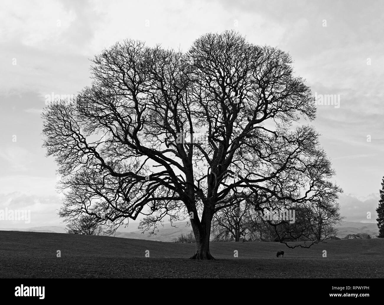 Image Monochrome de chêne en hiver avec des moutons. Château vert, Kendal, Cumbria, Angleterre, Royaume-Uni, Europe. Banque D'Images