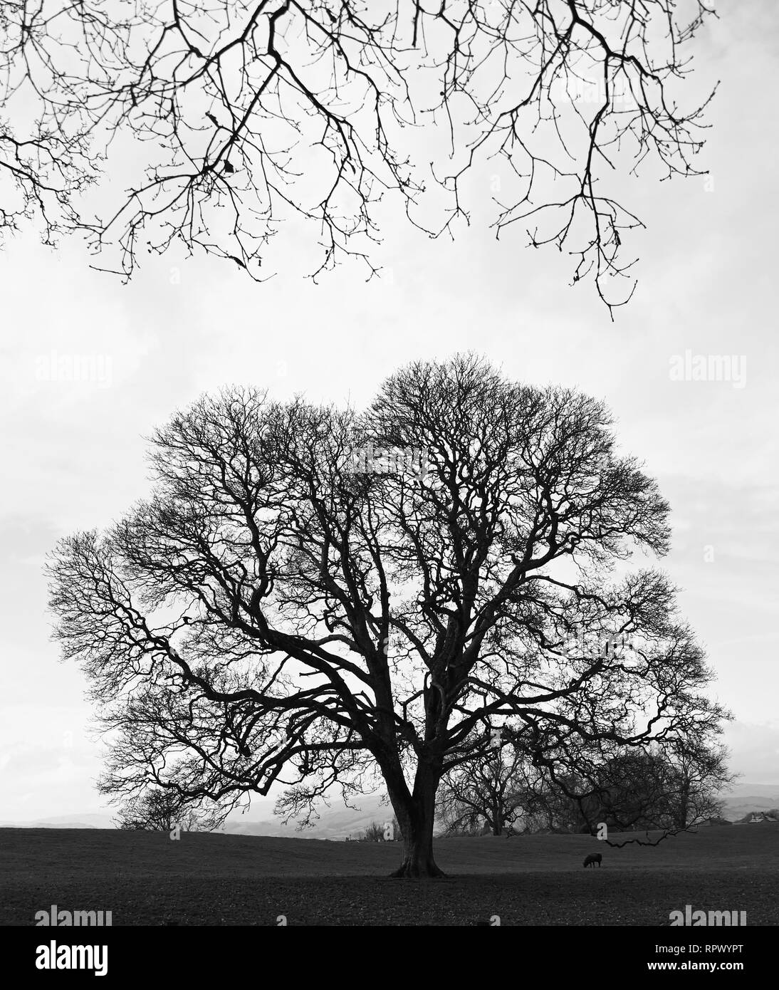 Image Monochrome de chêne en hiver avec des moutons. Château vert, Kendal, Cumbria, Angleterre, Royaume-Uni, Europe. Banque D'Images