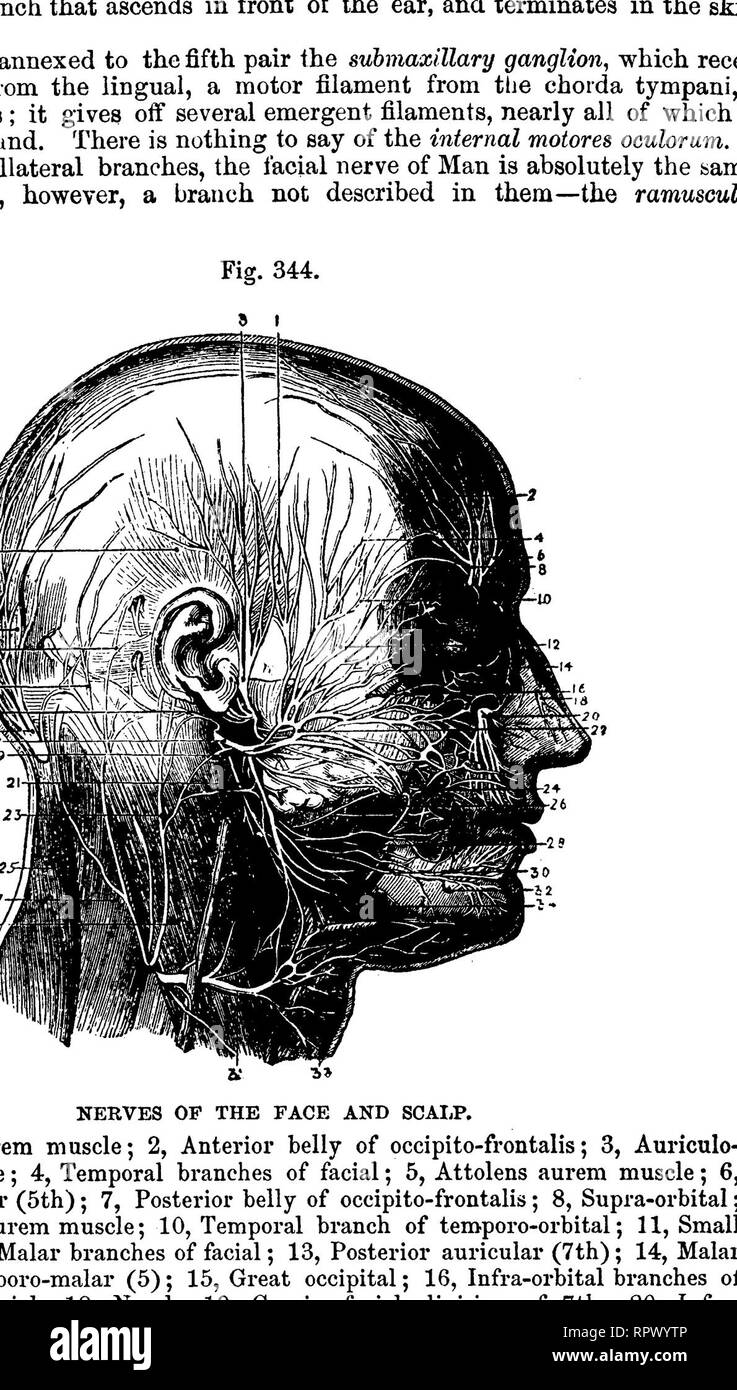 . L'anatomie comparée des animaux domestiques. Anatomie vétérinaire. 746 LES NERFS.. La DISTRIBUTION DE LA HUITIÈME PAIRE DE NERFS SUR LE CÔTÉ GAUCHE. 1 Gasserian, ganglion de 5e ; 2, artère carotide interne ; 3, direction générale de l'pneuraogastric pharyngienne ; 4, nerf glosso-pharyngien ; 5, nerf Lingual ; 6, 7 ; accessoire de la colonne vertébrale, au Mississipi de pharynx ; 8 jugulaire (interne), d'idées, la cut ; 9, nerf laryngé supérieur ; 10, ganglion de tronc de pneumogastrique ; 11, nerf nerf hypoglosse sur hyoglossus ; 12 Idem, la communication avec les 8e et 1e nerf cervical ; 13, nerf laryngé externe ; 14, deuxième l'utérus Banque D'Images