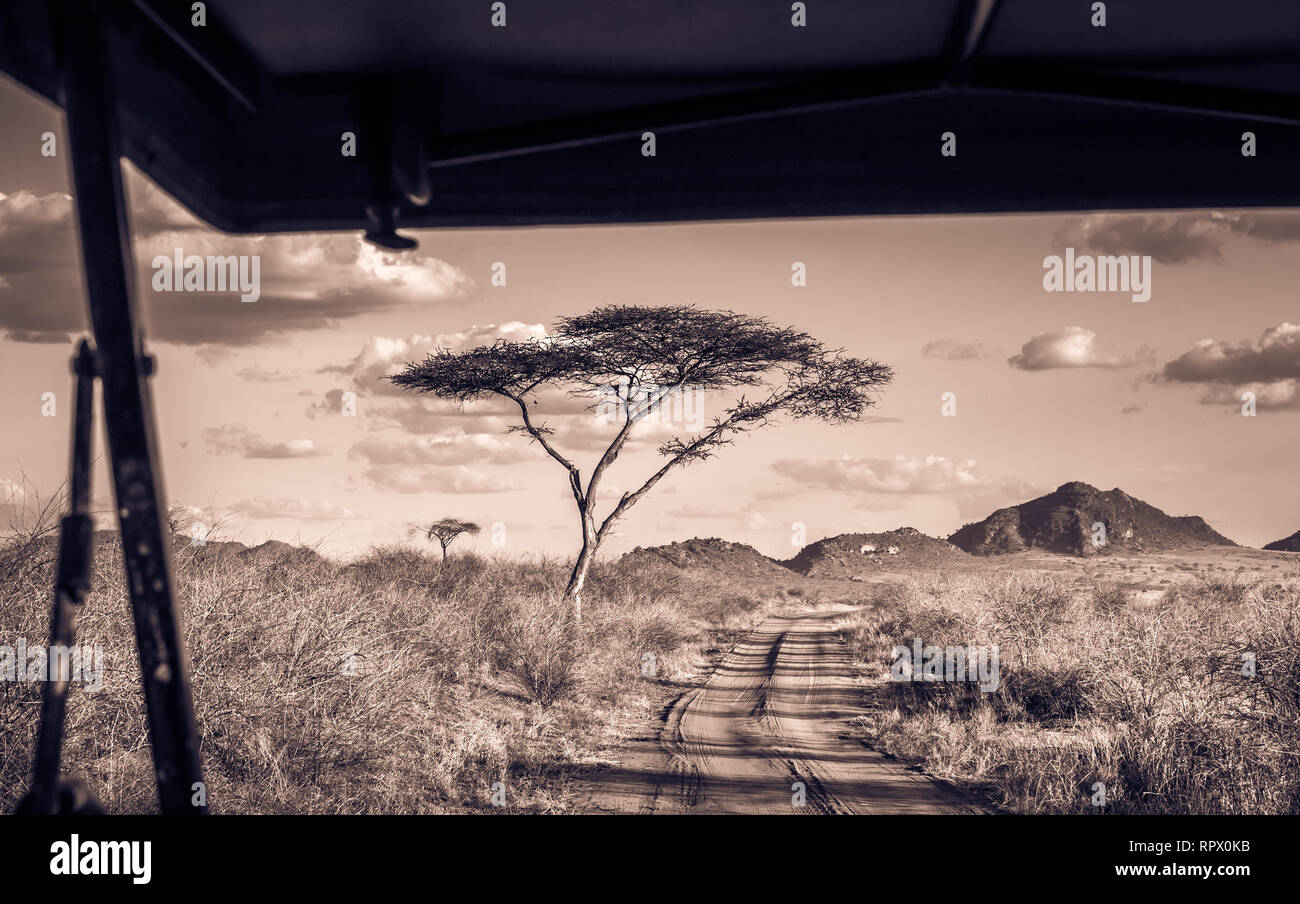 Les plaines de savane incroyable paysage et route safari au Kenya Banque D'Images