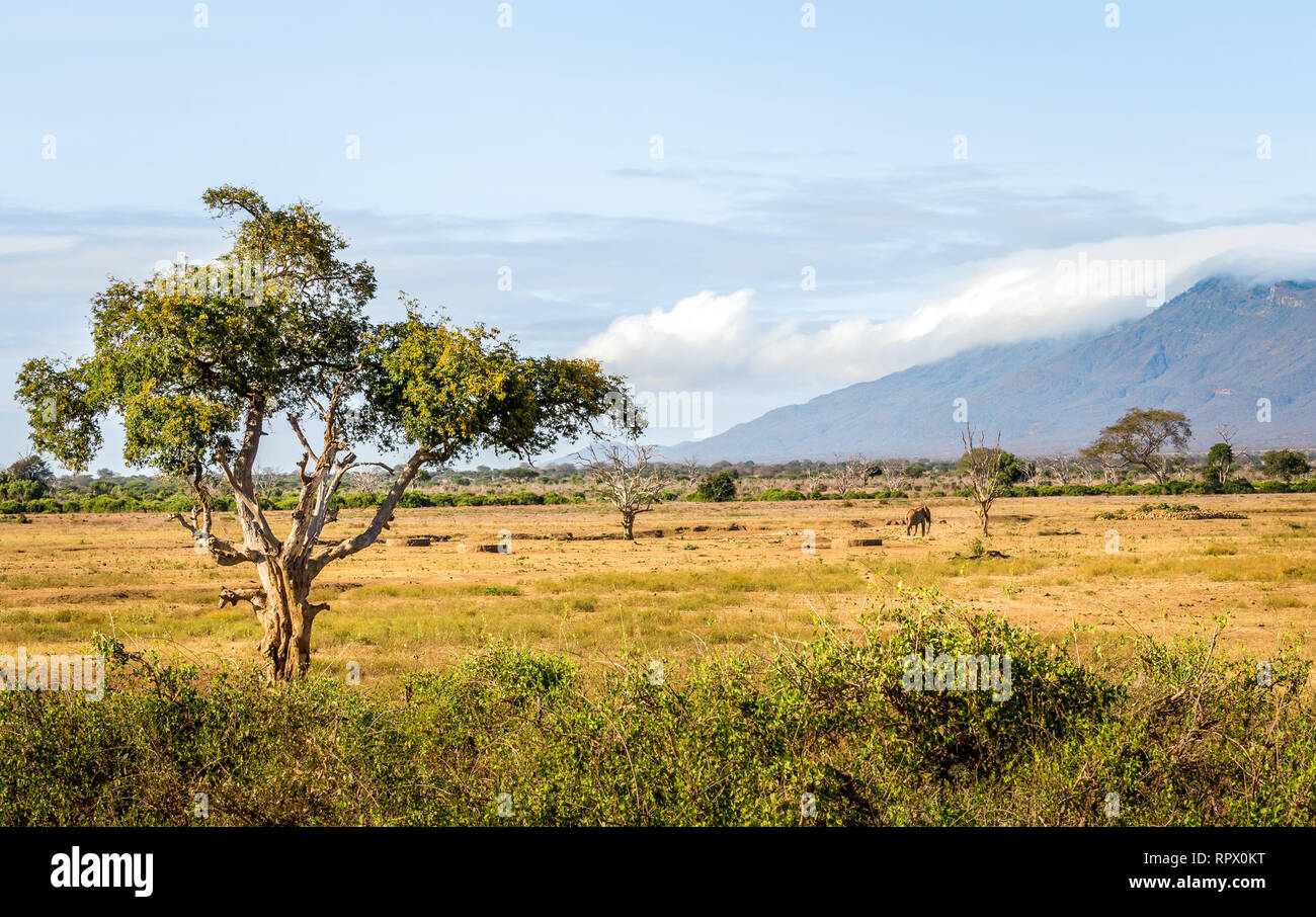 Paysage unique des plaines de savane à acacia tree au Kenya Banque D'Images