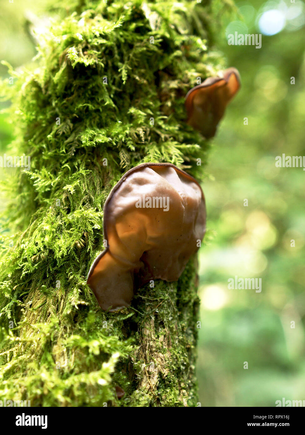 L'oreille de juif aussi connu sous le nom de champignon champignon oreille gelée, Auricularia auricula judae Banque D'Images