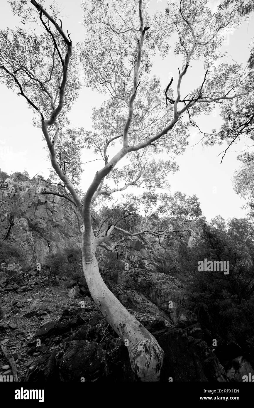 Angkerle Atwatye Standley Chasm est considérée comme une commission géologique spectaculaire et importante icône culturelle du centre de l'Australie. Banque D'Images