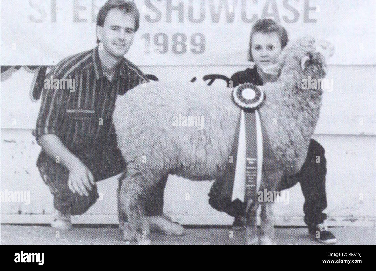 . Agri-news. L'agriculture. 13 Provincial 4-H retours de mouton (suite) Spruceview les moutons et membre de l'Association laitière Jocelyn Pearson, de Bowden, junior a remporté Boney. Tina de l'Younge Crowfoot club est deuxième. Lana Cadsand, de Rimbey, était le juge de la mise en scène. La Cour suprême et de la laine de brebis ont été champions de réserve à la fois Rambouillets. Karen Knight (à gauche), de Crowfoot, avait le champion suprême et Kari McLauchlin, la réserve. Sur le côté de la viande, une race, Suffolk, a également pris les deux premières places. Joshua Wilson, d'Irricana, avait le champion suprême et Rolanda Ostrom, Foothills, la réserve. Le premier ministre cl Banque D'Images