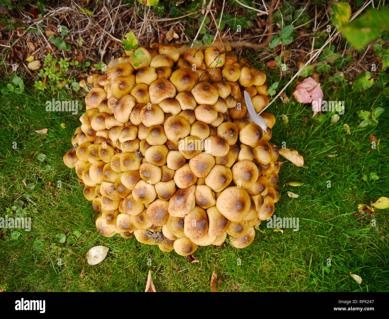 Champignon trouvé dans un jardin anglais. Banque D'Images