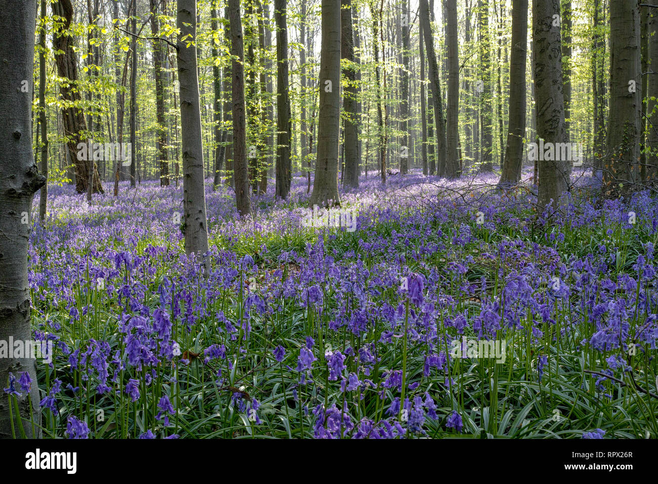 Tapis bleu-violet de saison de floraison des jacinthes les jacinthes  sauvages au printemps, forêt nature paysage Photo Stock - Alamy