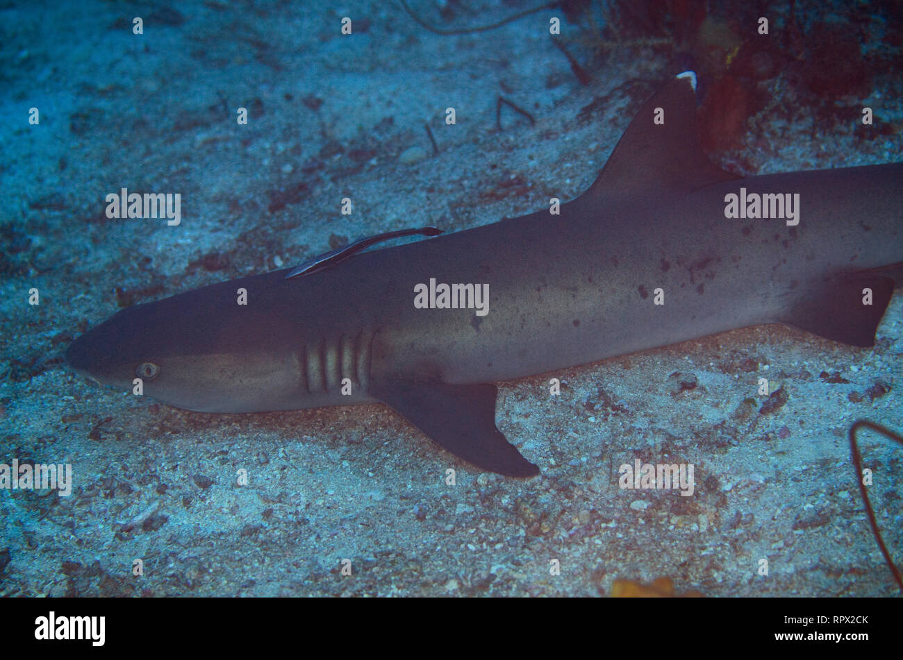 Requin récif à pointe blanche, Triaenodon obesus, avec le sucrier mince, Echeneis nuclats, site de plongée de Mansuar point East, Raja Ampat, Indonésie Banque D'Images