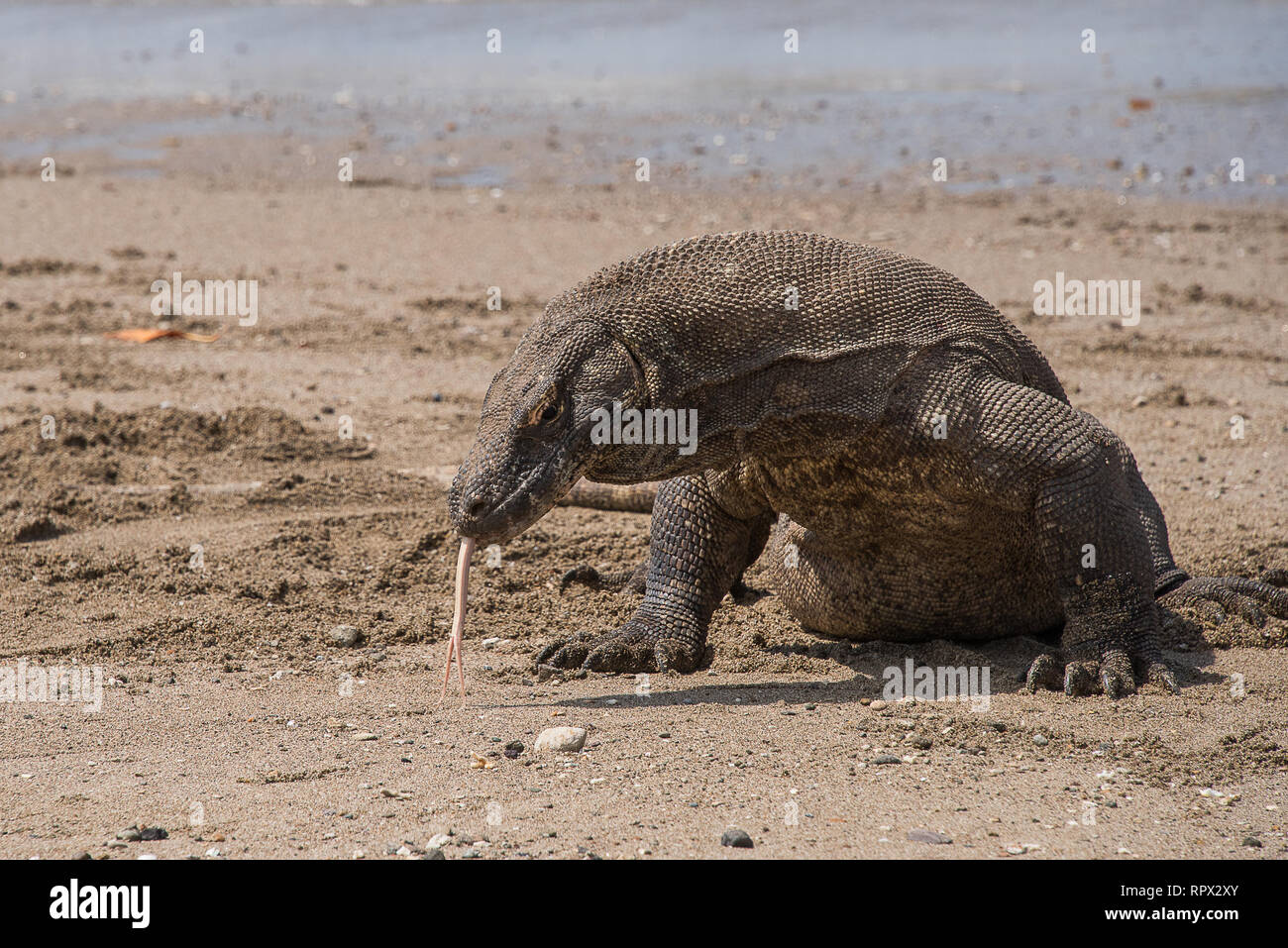 Dragon de Komodo sur la plage, l'île de Komodo, à l'Est de Nusa Tenggara, en Indonésie Banque D'Images