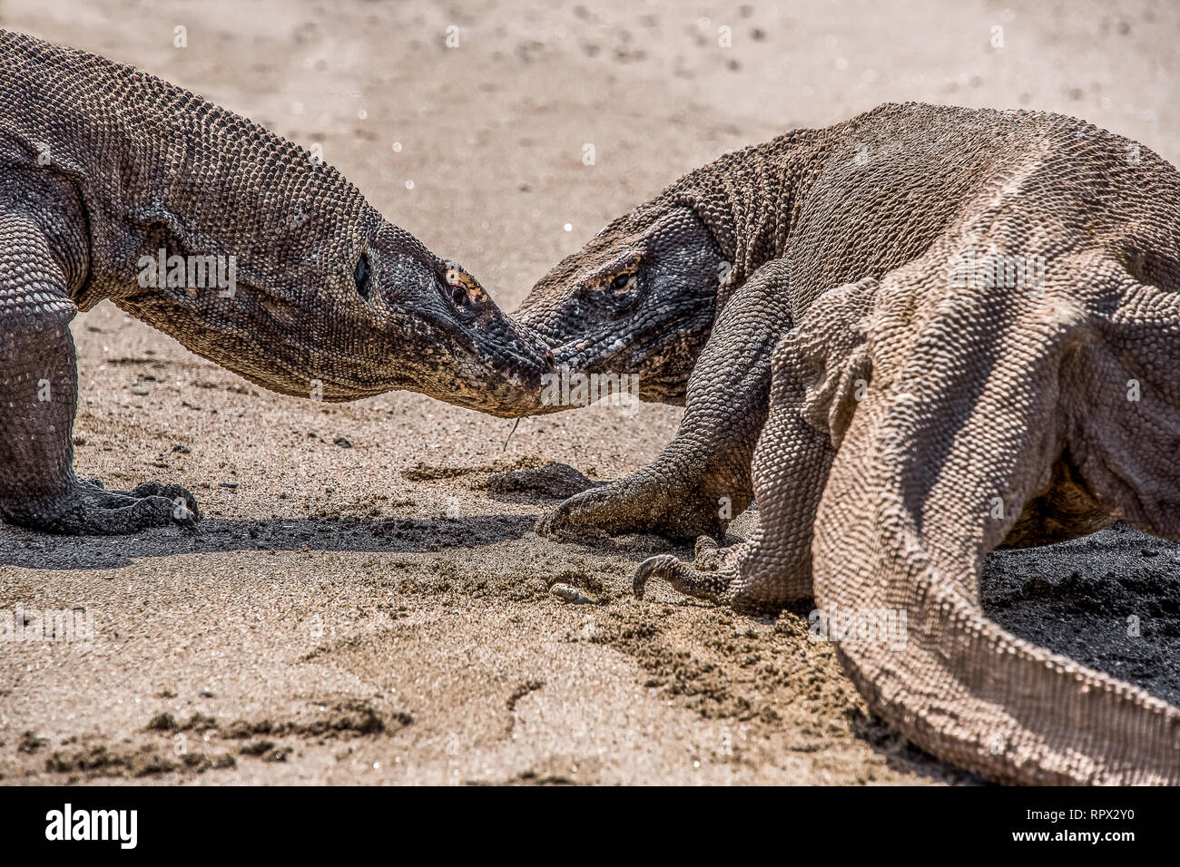Deux dragons de Komodo combats sur la plage, l'île de Komodo, à l'Est de Nusa Tenggara, en Indonésie Banque D'Images