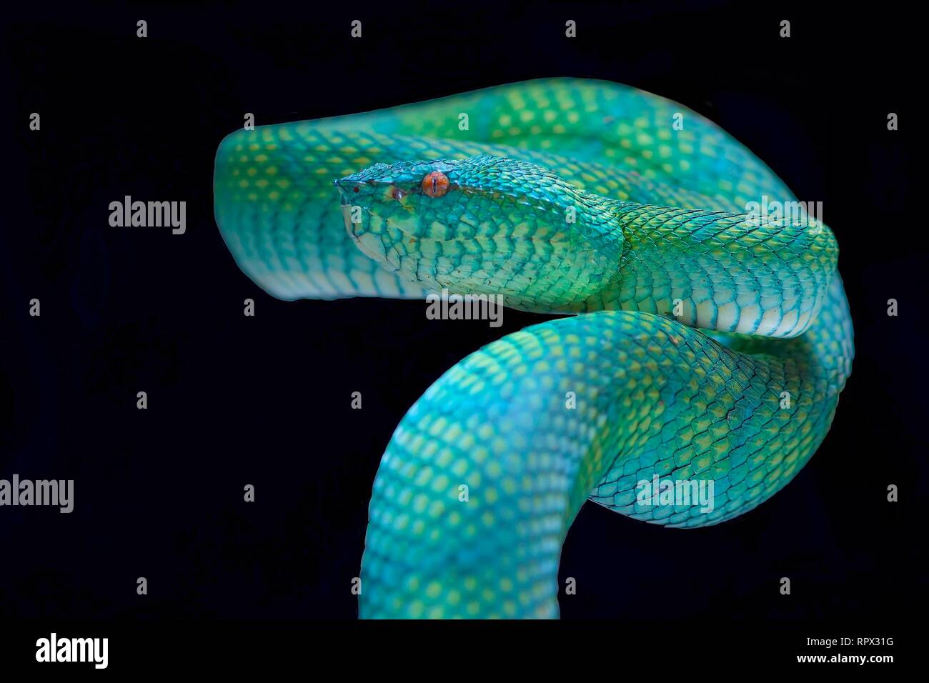 Snake Pit Viper, Bornéo, Kalimantan Barat, Pontianak, Indonésie Banque D'Images