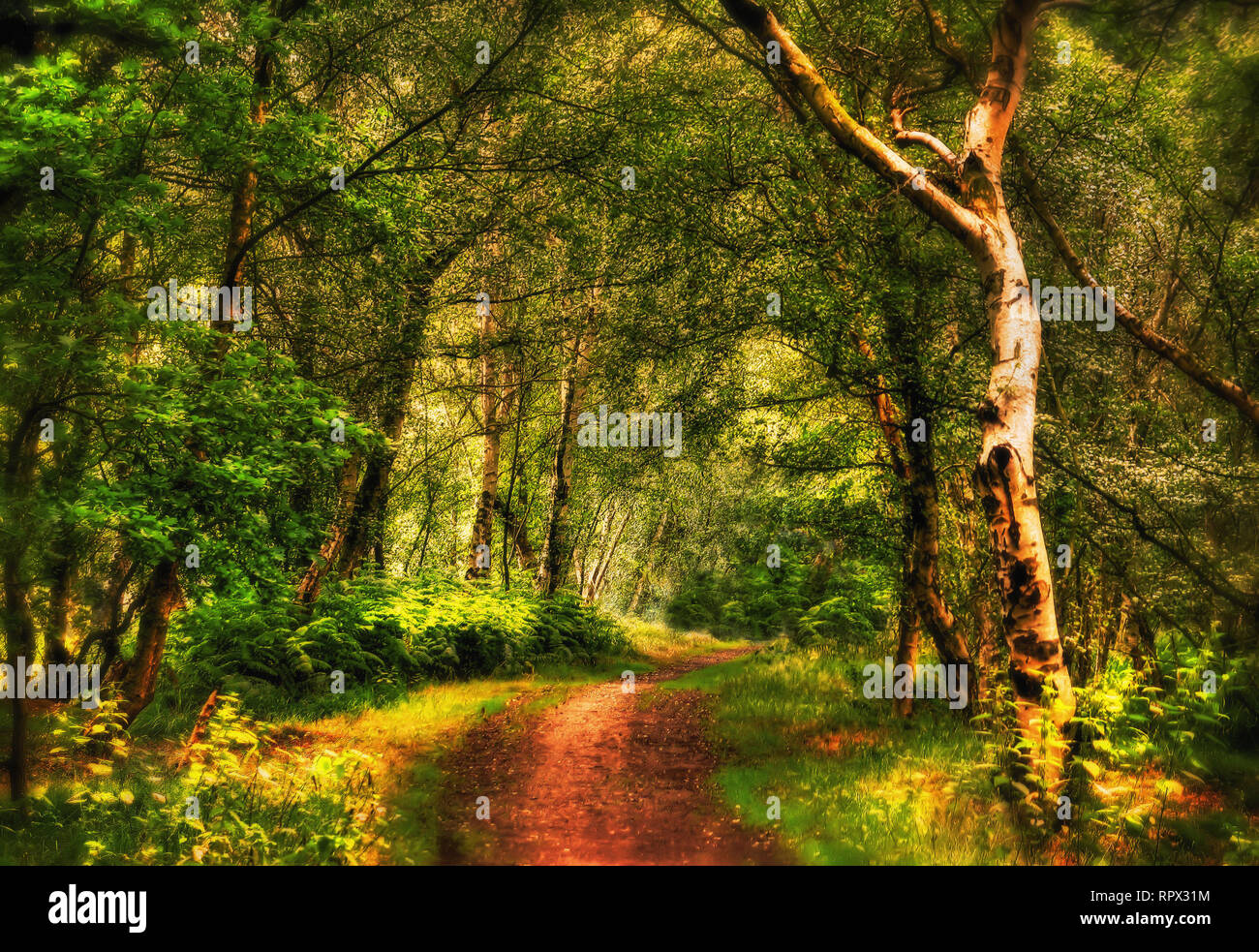 Sentier à travers la forêt, de l'Australie Banque D'Images