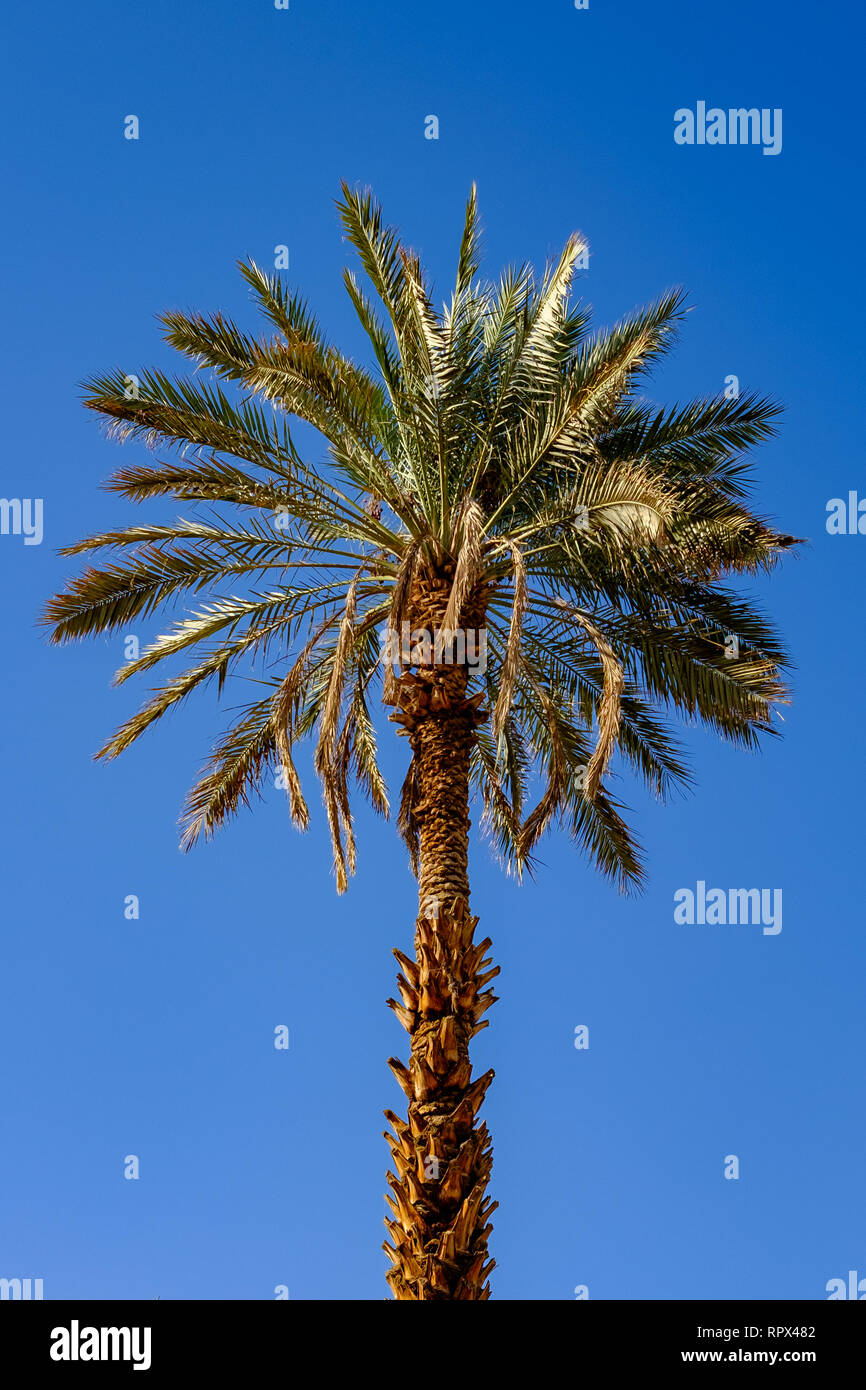 Palm tree against a blue sky, l'Arabie Saoudite Banque D'Images