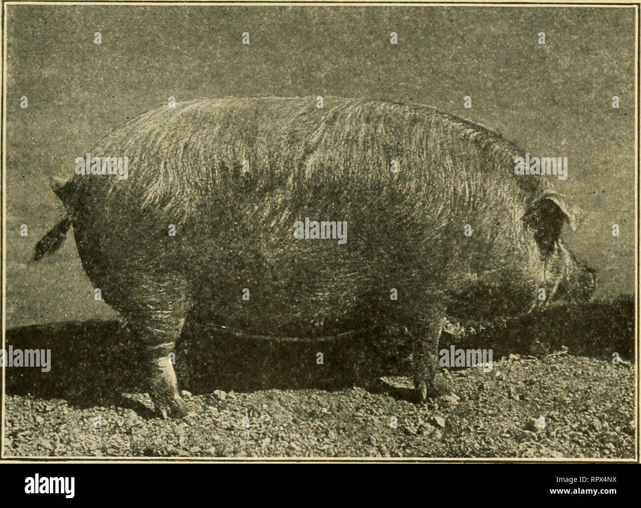 . L'agriculture pour le Kansas écoles communes. L'agriculture. 261 Porcs Porcs rouge, connu sous le nom de Jersey rouge. Une autre race de porcs, connu sous le nom de Duroc, est originaire de Saratoga comté. New York. À une date ultérieure le Jersey rouge et le Durocs ont été réunis, et les deux races ont été intégrés en un seul sous le nom de Jersey rouge. Sur 1883 ce nom a été changé à Duroc-Jersey. L'amélioration de la race a commencé quand l'Duroc-Jersey Jersey rouge et les porcs ont été Duroc united. La race. Un champioDJuroc-Jersey j'ét s'est rapidement améliorée. Il est maintenant connu pour être très résistant, et est noté pour i Banque D'Images