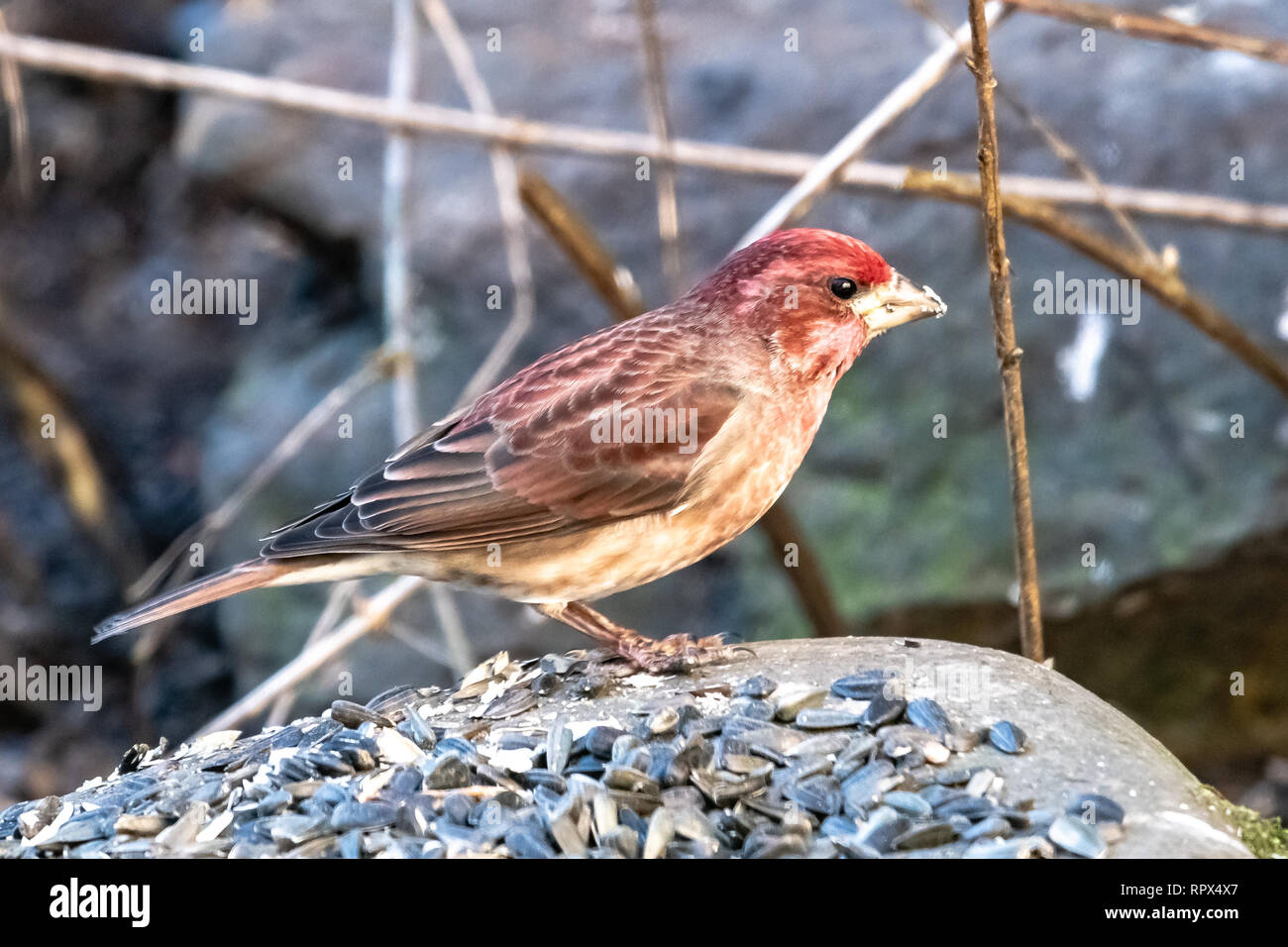 Portrait d'un oiseau Roselin, British Columbia, Canada Banque D'Images