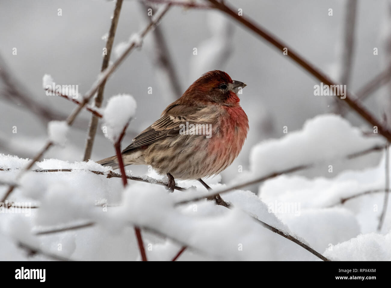 Portrait d'un Roselin familier sur une branche, British Columbia, Canada Banque D'Images