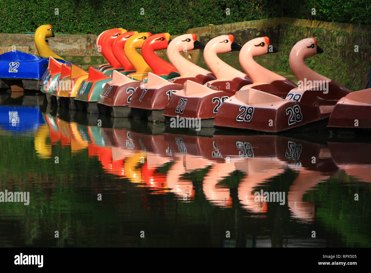 Flamingo pédalos dans une rangée sur un lac, l'Indonésie Banque D'Images