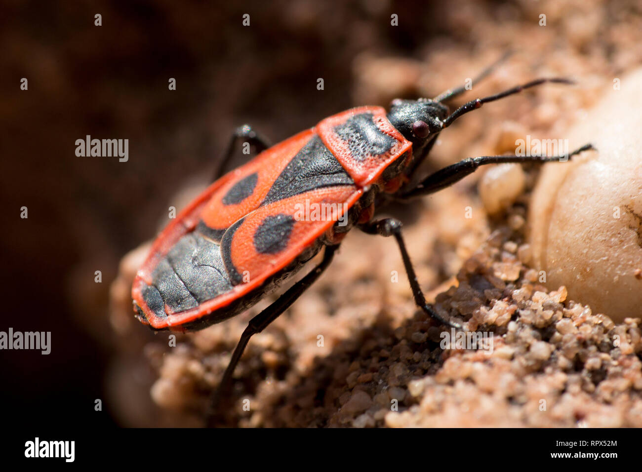 Zoologie / animaux, insectes, bug, firebug (pyrrhocoris apterus commune), près de Drachenfels, Rhineland-Pal Additional-Rights Clearance-Info,--Not-Available Banque D'Images