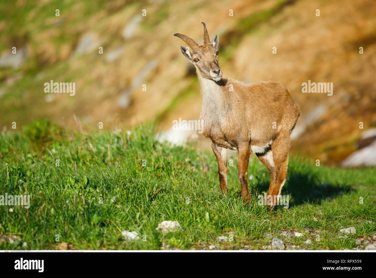 Zoologie / animaux, Mammifères Mammifères /, Bouquetin des Alpes (Capra ibex), Additional-Rights Clearance-Info-Not-Available- Banque D'Images