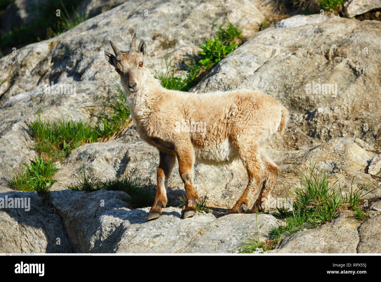 Zoologie / animaux, Mammifères Mammifères /, Bouquetin des Alpes (Capra ibex), Additional-Rights Clearance-Info-Not-Available- Banque D'Images