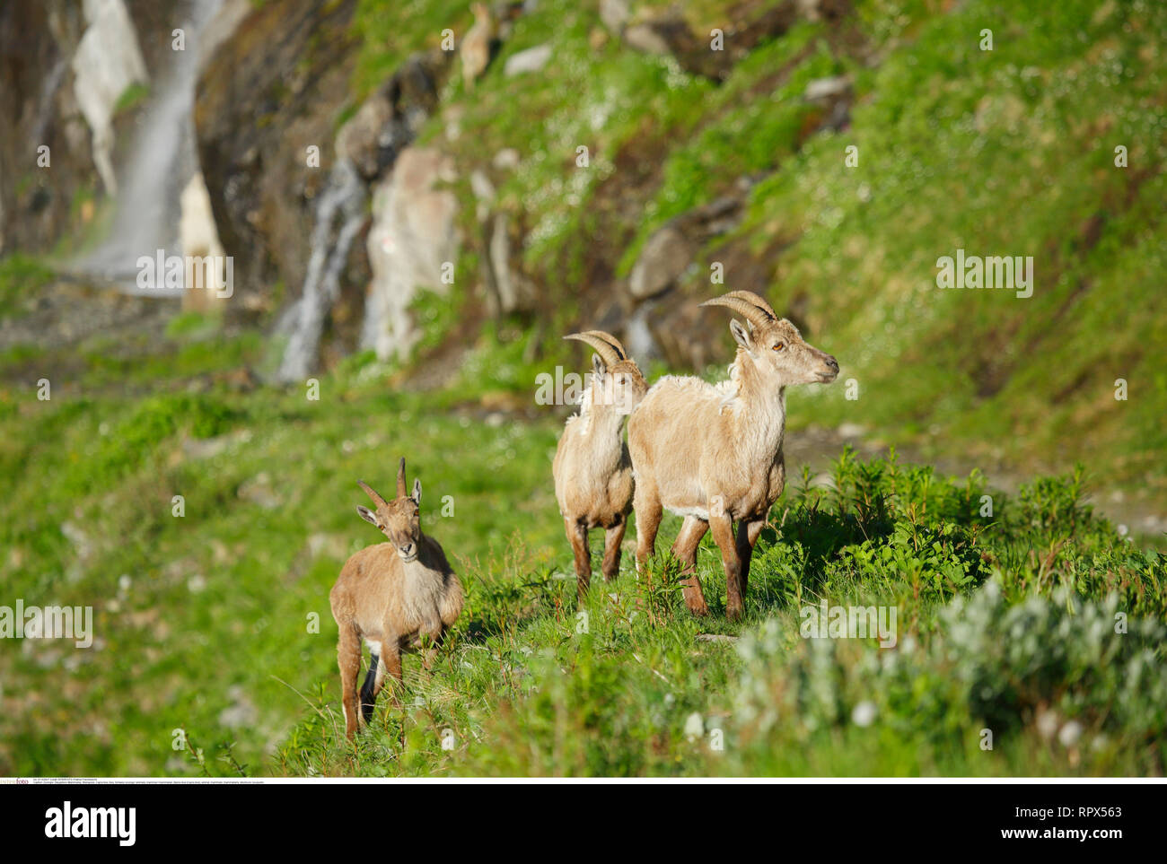 Zoologie / animaux, Mammifères Mammifères /, Bouquetin des Alpes (Capra ibex), Additional-Rights Clearance-Info-Not-Available- Banque D'Images