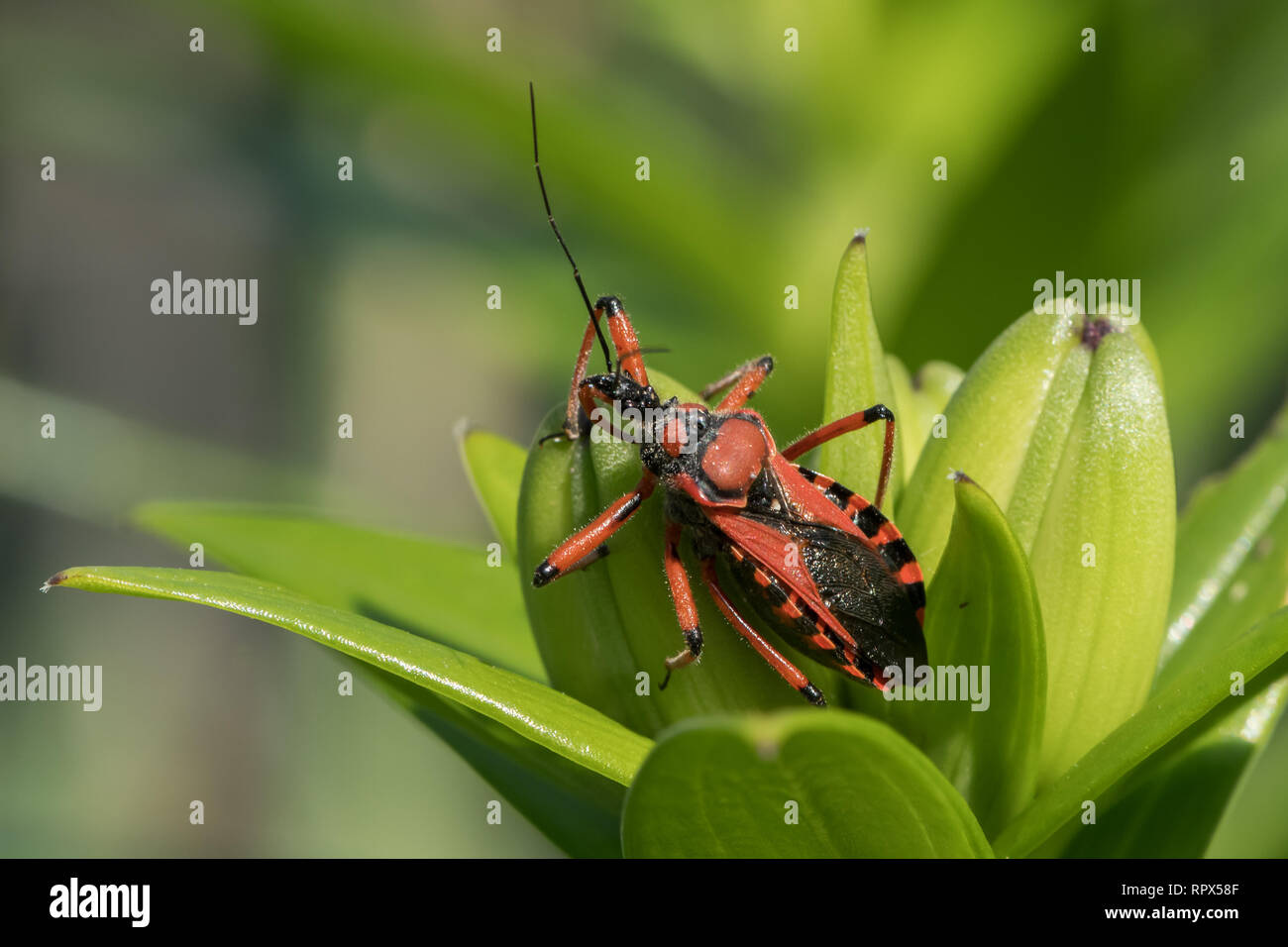 Un adulte rouge noir assassin et thread-legged bug (Rhynocoris iracundus, Reduviidae) assis sur un lis Banque D'Images