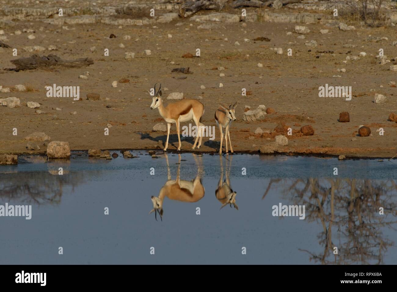 Zoologie, de Mammifères (Mammalia), le springbok (Antidorcas marsupialis) sur le trou d'Chudop, Etosha, Additional-Rights Clearance-Info-Nationa-Not-Available Banque D'Images