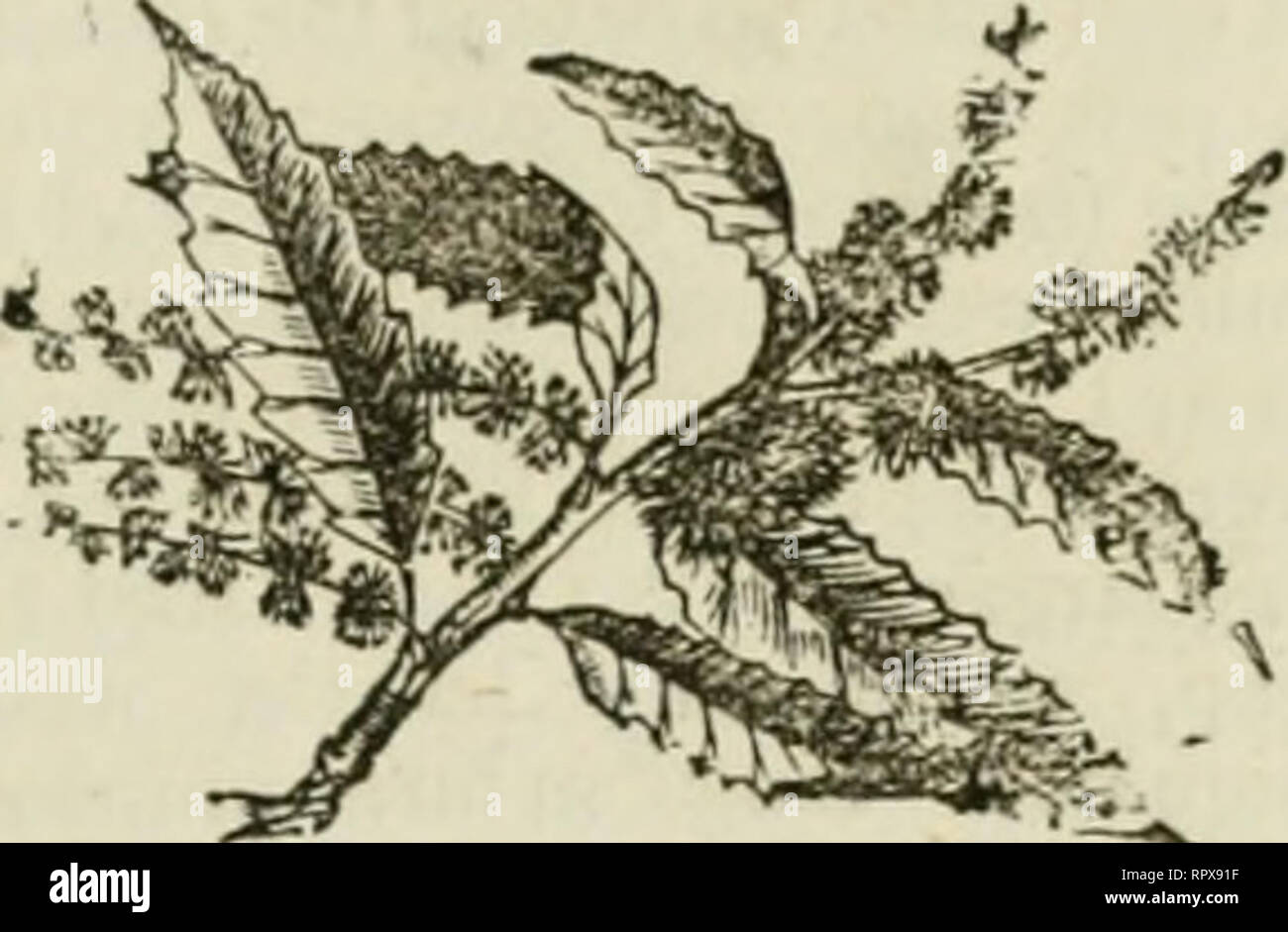 . Tous les pays à propos de la vie : être un dictionnaire de l'espace rural, et de connaissances avocations nécessaires pour la gestion de l'exploitation agricole, l'écurie, l'aire de stockage, et un monsieur est à l'extérieur de la ville de résidence et de propriété. L'agriculture ; la vie à la campagne. Cerfeuil. liighly aromaiic-iV umbelliferous une growlii- nuelle des faibles, estimés des cuisiniers français comme une excellente herbe, pas à la différence de l'imbécile le persil dans l'apparence, qui est toxique.. CHESTNUT-TEEES. Ces sont de deux sortes, la douce ou en espagnol, et le horse-chestnut. Wa sont très beaux, et des plus grands arbres d'ornement de la. Les sols plus adapté Banque D'Images