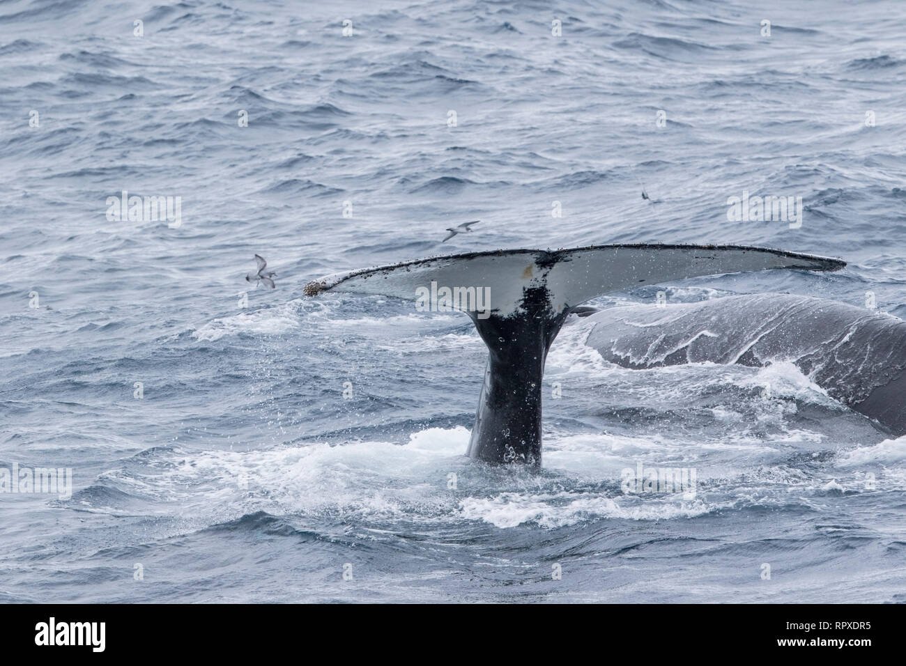 Baleine à bosse, natation adultes près de la Géorgie du Sud, l'Antarctique, 4 janvier 2019 Banque D'Images