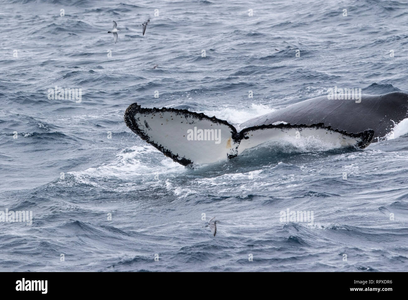 Baleine à bosse, natation adultes près de la Géorgie du Sud, l'Antarctique, 4 janvier 2019 Banque D'Images